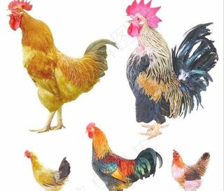 家禽鸡 公鸡 母鸡 山鸡 鸡叫 公...