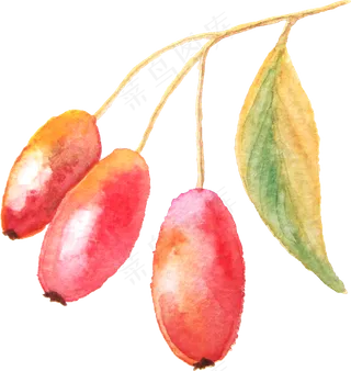 水彩静物杂物食品PNG