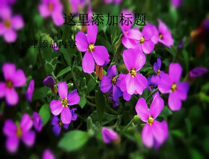 夏日清新植物PPT(8)