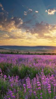 夕阳下蓝色的花海高清摄影图片