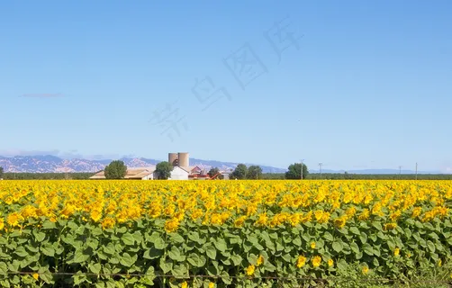 农业的向日葵