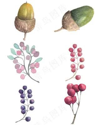 水彩干果