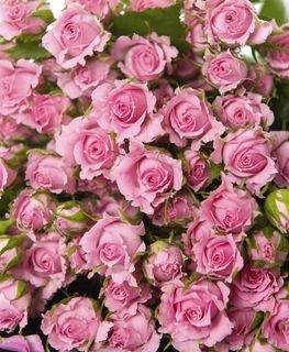 粉色玫瑰花静物设计素材