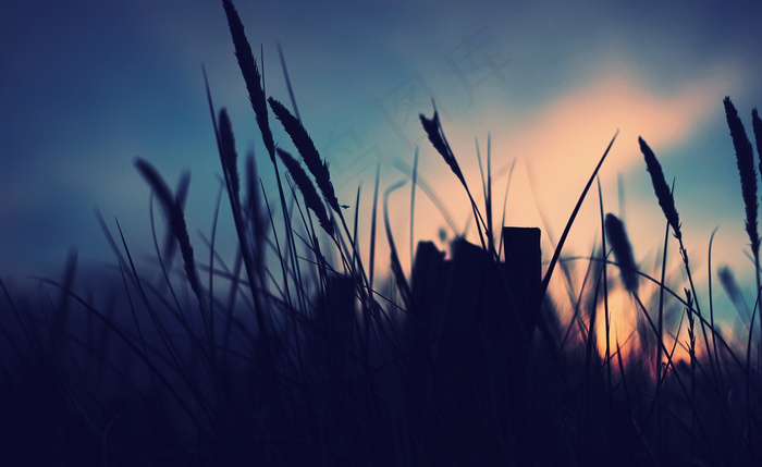 麦草大图背景设计素材图片下载桌面壁...