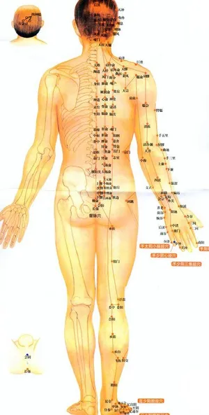 人体穴位图身体后面图片