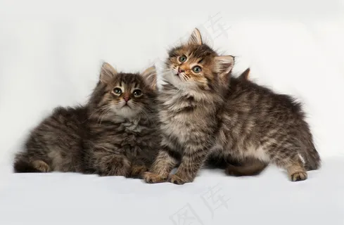 两只可爱的小猫