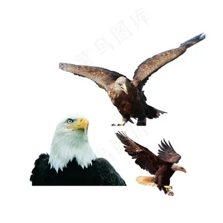 鹰 免抠素材PSD分层