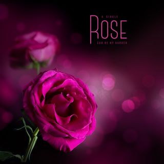 粉色玫瑰花静物设计素材