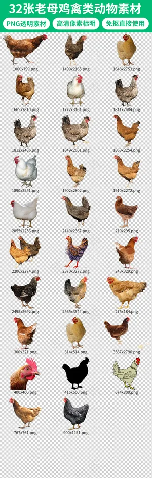 农家乐老母鸡土鸡高清素材