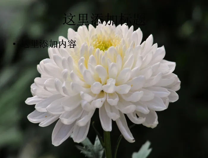 美丽的菊花(5)