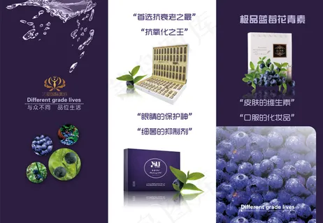 蓝莓三折页 蓝莓三折页