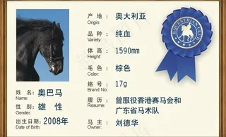 马术俱乐部简历展板图片