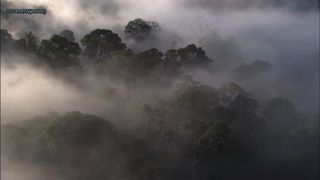 森林晨雾高清视频