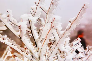 春天冰雪下坚强的嫩芽