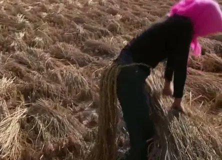 农忙背景视频素材图片