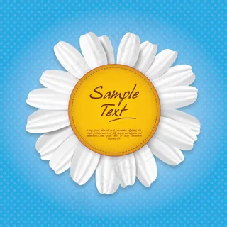 白色菊花矢量图形素材