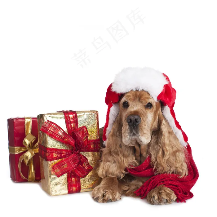 礼物与狗图片