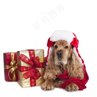 礼物与狗图片