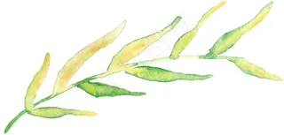 一枝黄绿树枝图片素材