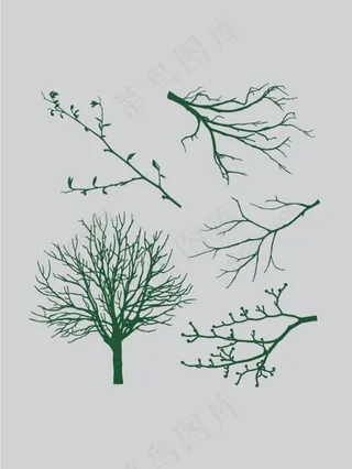 树干 树枝 树叶图片