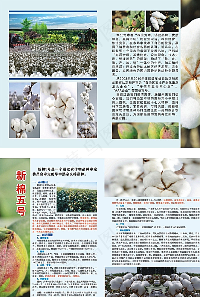 棉花宣传单 宣传册 彩页图片(420X297)cdr矢量模版下载