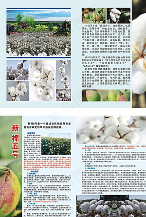 棉花宣传单 宣传册 彩页图片