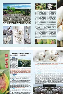 棉花宣传单 宣传册 彩页图片 棉花宣传单 宣传册 彩页图片