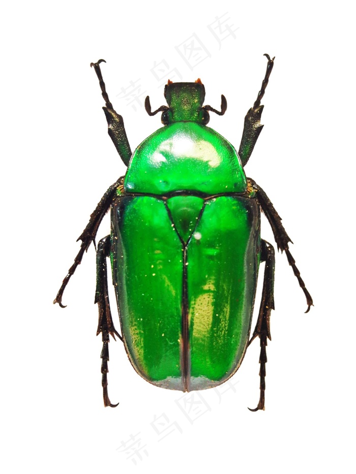 金龟甲免抠素材PSD分层