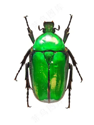 金龟甲免抠素材PSD分层