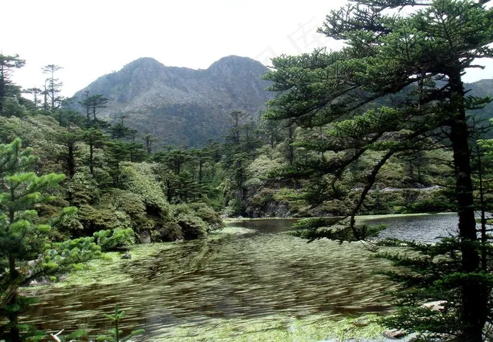 仙草湖3