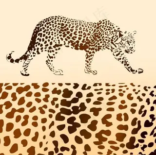 现实的豹和豹矢量素材