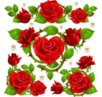 红玫瑰图片