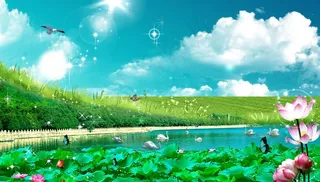 荷花背景图图片