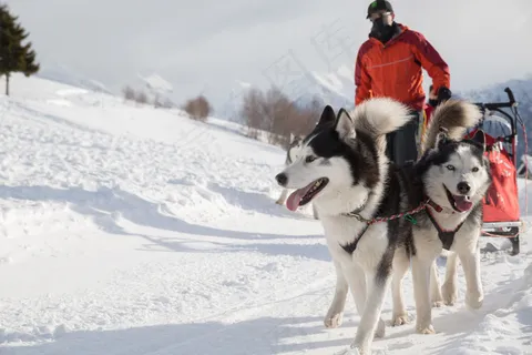 雪地上的雪橇犬