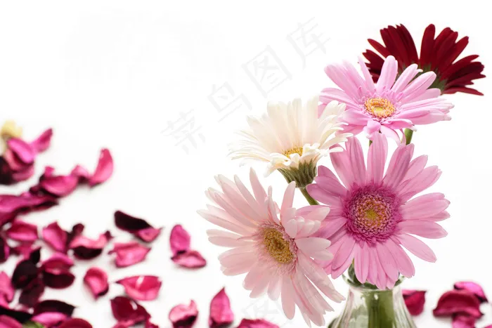 粉色花瓣与粉色菊花图片