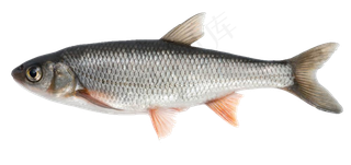 新鲜的鱼免抠png透明图层素材