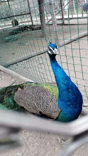 蓝色傲娇孔雀摄影图