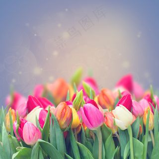 郁金香花束背景图