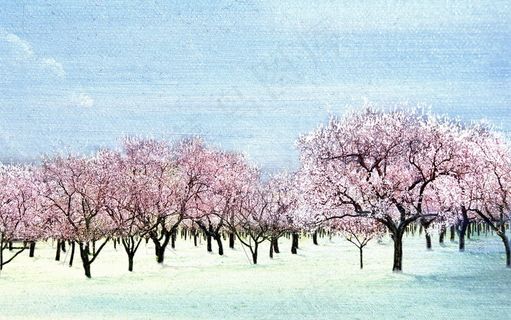油画 早春 桃花 油画 早春 桃花