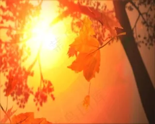 婚庆影视制作素材落叶