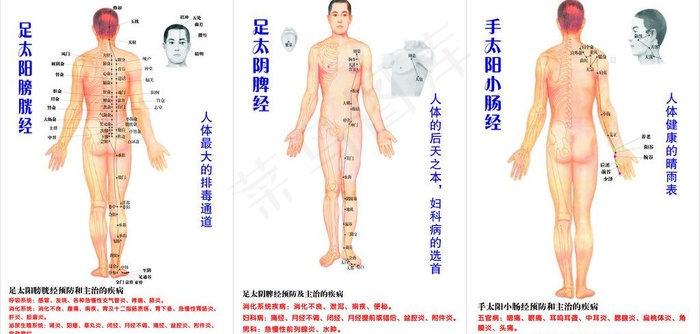 人体经络穴位图片cdr矢量模版下载