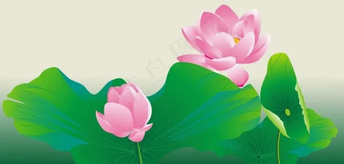 夏日清凉荷花图图片