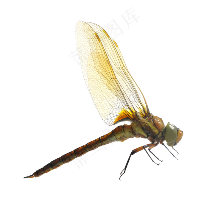 卡通蜻蜓动物图片海报素材