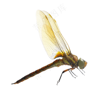 卡通蜻蜓动物图片海报素材