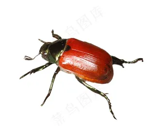 金龟甲免抠素材PSD分层