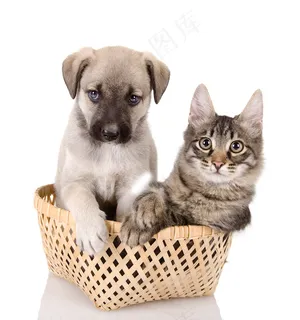 竹篓里的小猫小狗图片 竹篓里的小猫小狗图片