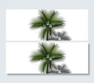 热带景观树图片