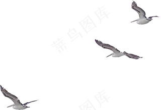 免抠png图片ps素材飞鸟