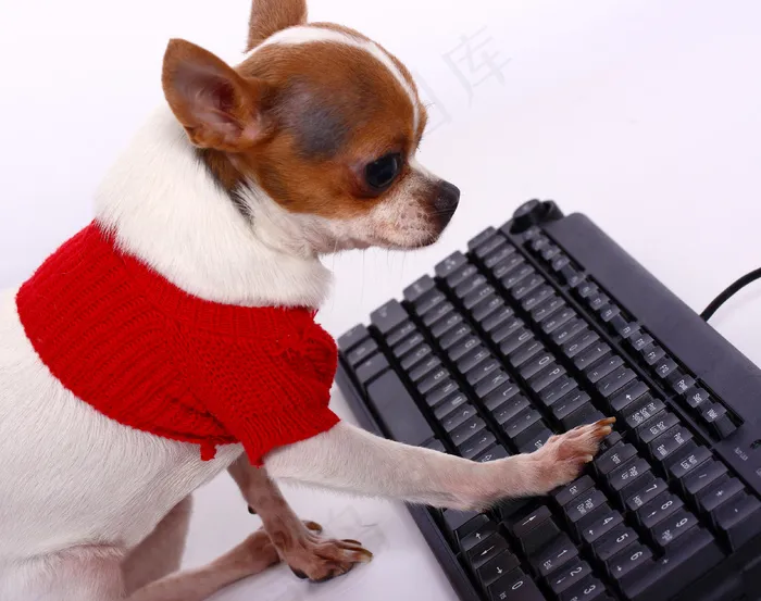 宠物奇瓦瓦网络接触他的朋友