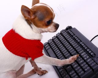 宠物奇瓦瓦网络接触他的朋友